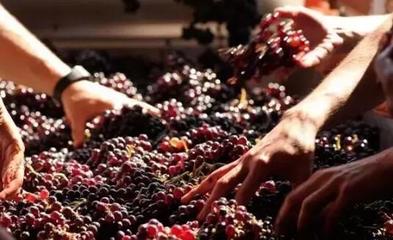 從葡萄酒加工視角，解析高端紅酒與低端紅酒的根本區別